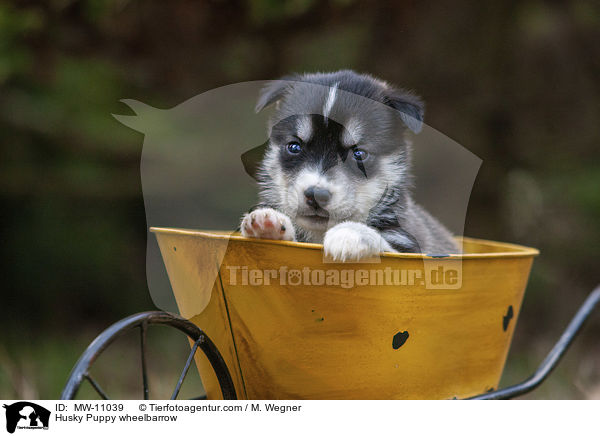 Husky Welpe in Schubkarre / Husky Puppy wheelbarrow / MW-11039