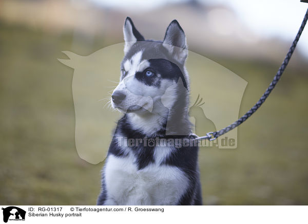 Siberian Husky portrait / RG-01317