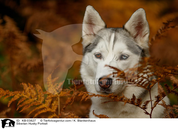Siberian Husky Portrait / Siberian Husky Portrait / KB-03827