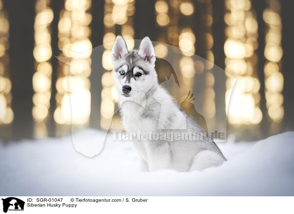 Siberian Husky Puppy / SGR-01047