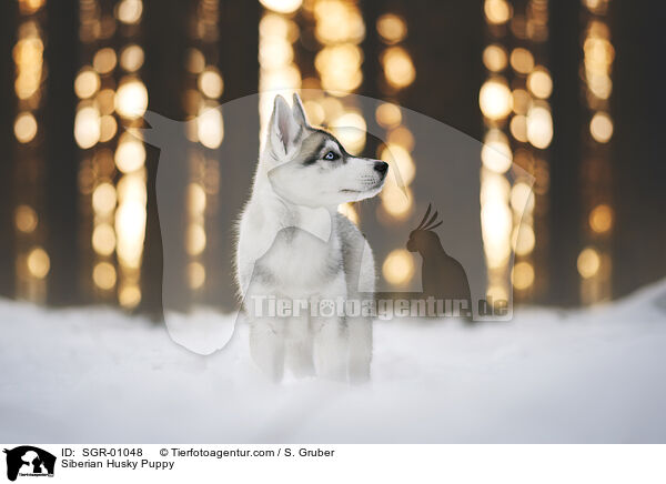 Siberian Husky Puppy / SGR-01048