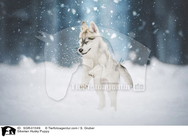 Siberian Husky Puppy / SGR-01049