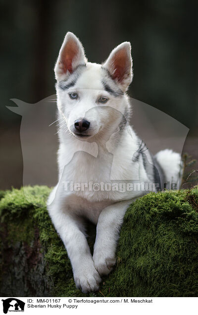 Siberian Husky Welpe / Siberian Husky Puppy / MM-01167