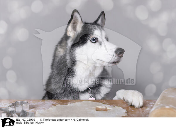male Siberian Husky / NC-02905