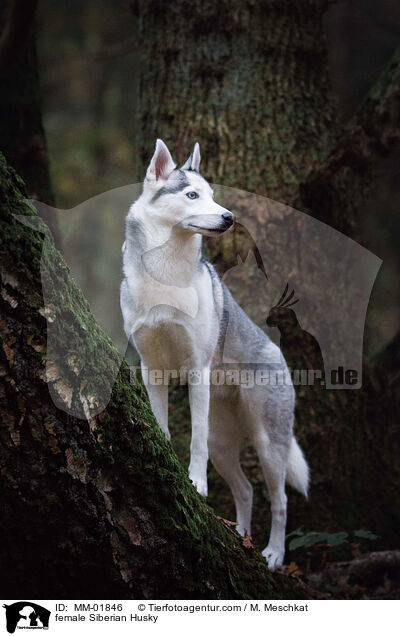 female Siberian Husky / MM-01846
