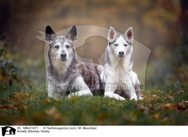 female Siberian Husky / MM-01871