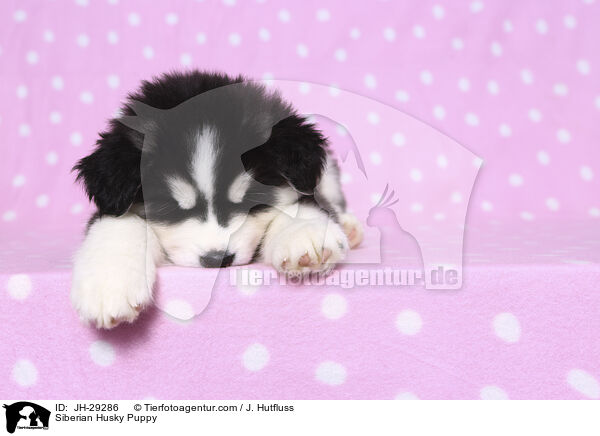 Siberian Husky Puppy / JH-29286