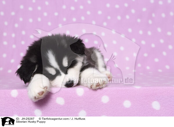 Siberian Husky Welpe / Siberian Husky Puppy / JH-29287