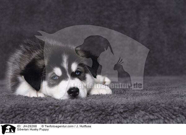 Siberian Husky Welpe / Siberian Husky Puppy / JH-29288