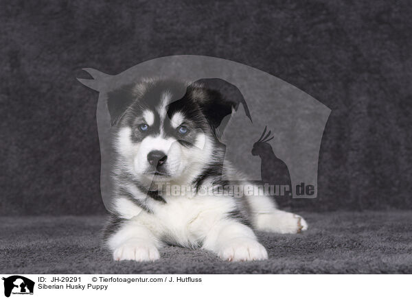 Siberian Husky Puppy / JH-29291