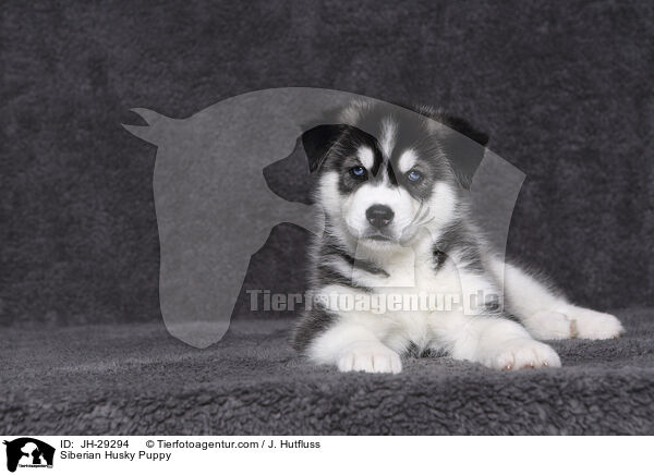Siberian Husky Welpe / Siberian Husky Puppy / JH-29294