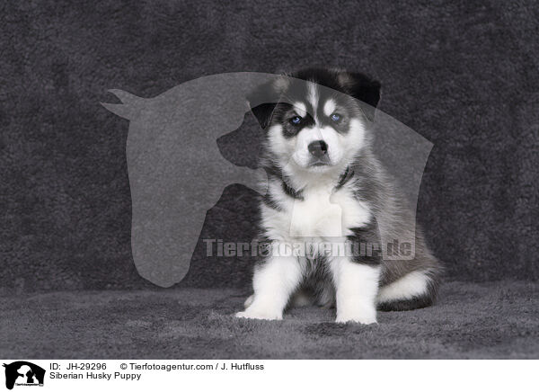 Siberian Husky Puppy / JH-29296