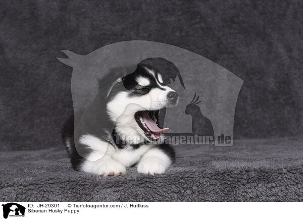 Siberian Husky Puppy / JH-29301