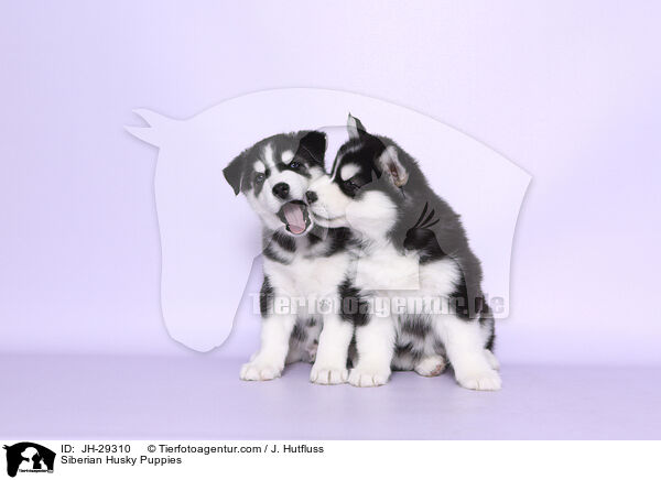 Siberian Husky Puppies / JH-29310