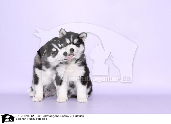 Siberian Husky Puppies / JH-29312