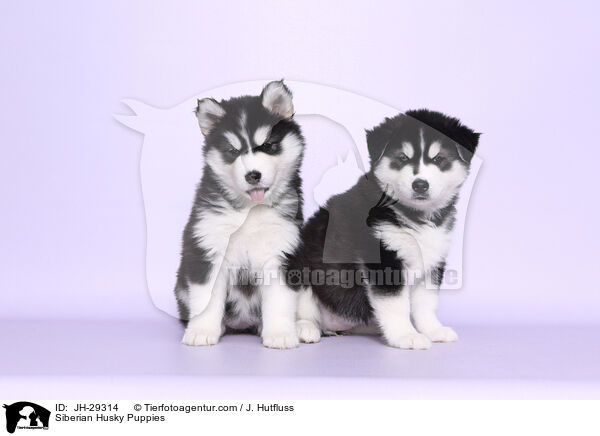 Siberian Husky Welpen / Siberian Husky Puppies / JH-29314