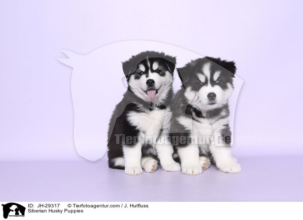 Siberian Husky Puppies / JH-29317