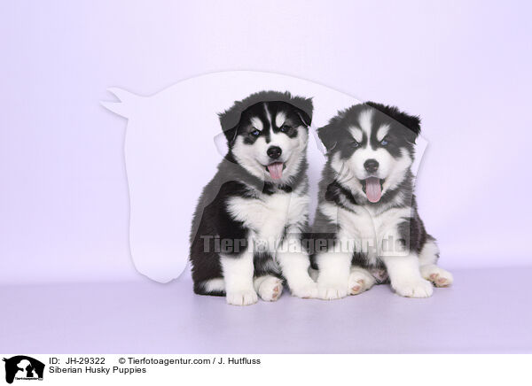 Siberian Husky Puppies / JH-29322