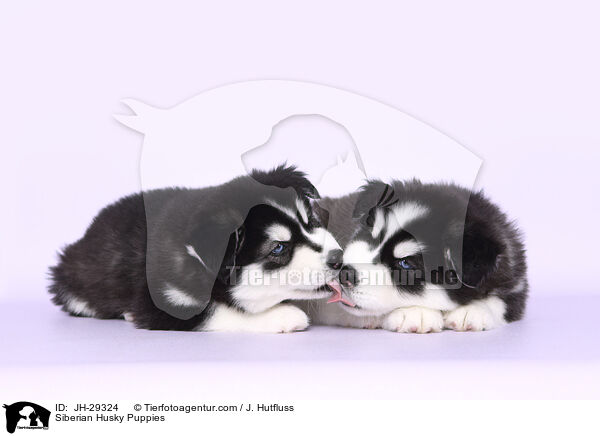 Siberian Husky Puppies / JH-29324