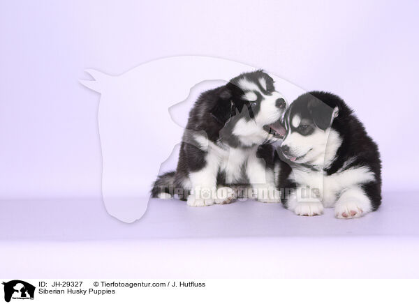 Siberian Husky Welpen / Siberian Husky Puppies / JH-29327