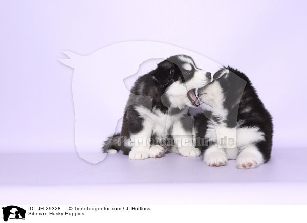 Siberian Husky Puppies / JH-29328