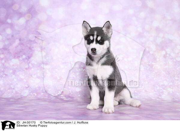 Siberian Husky Welpe / Siberian Husky Puppy / JH-30170