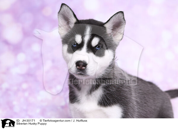 Siberian Husky Puppy / JH-30171