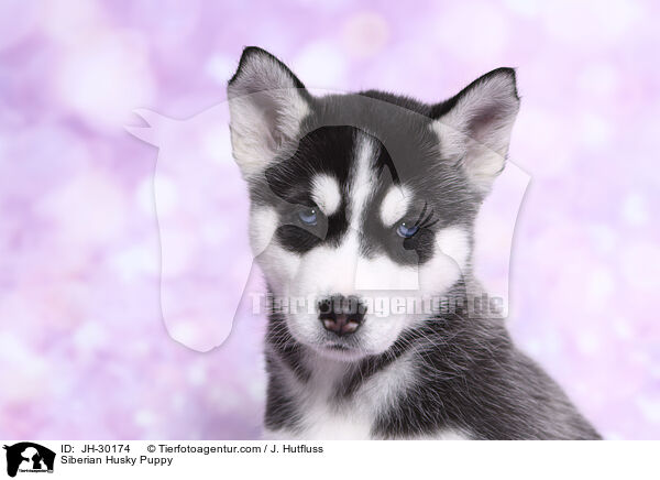 Siberian Husky Welpe / Siberian Husky Puppy / JH-30174