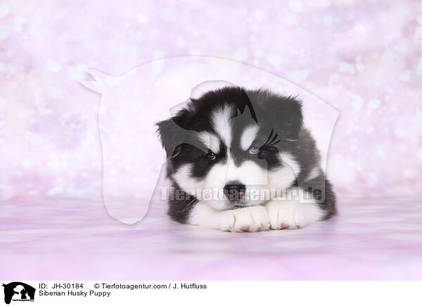 Siberian Husky Puppy / JH-30184