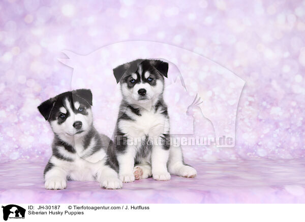 Siberian Husky Puppies / JH-30187