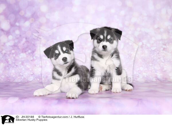 Siberian Husky Puppies / JH-30188