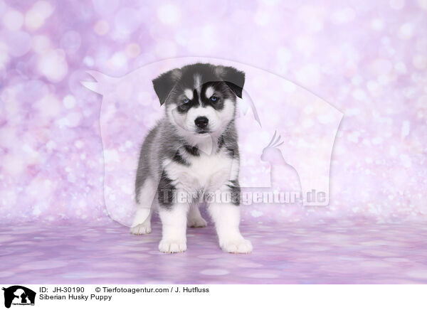 Siberian Husky Puppy / JH-30190