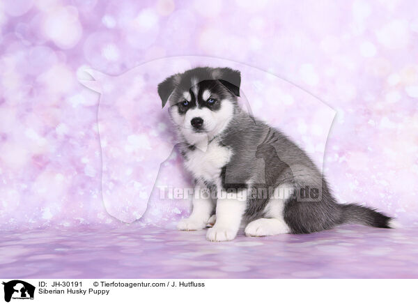 Siberian Husky Puppy / JH-30191