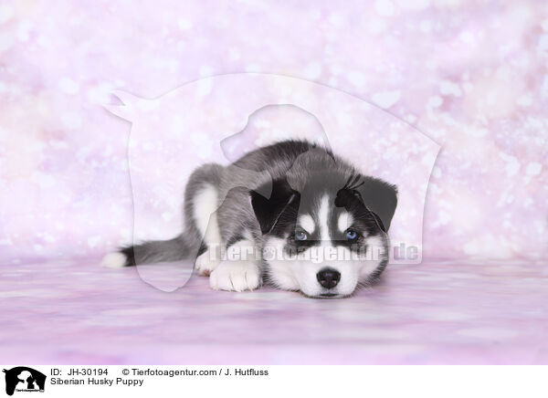 Siberian Husky Puppy / JH-30194