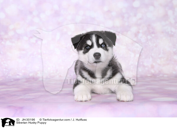 Siberian Husky Puppy / JH-30196