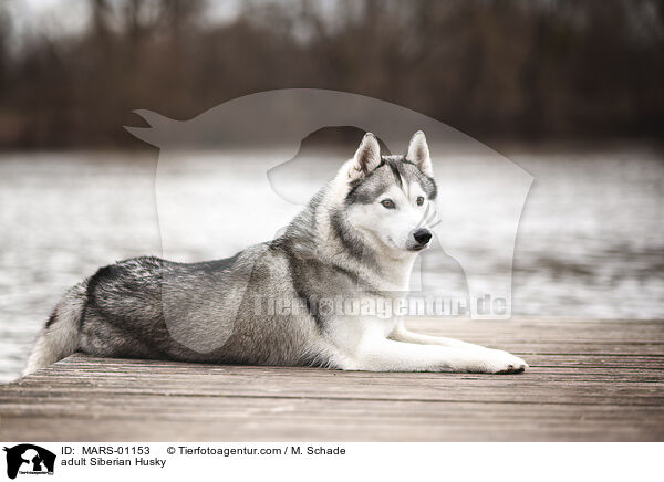 adult Siberian Husky / MARS-01153