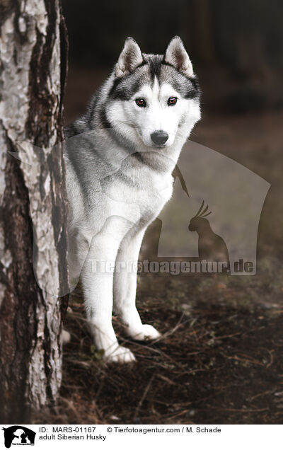 adult Siberian Husky / MARS-01167