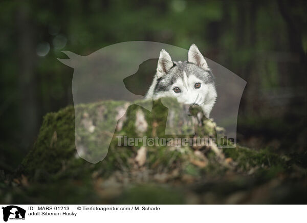 adult Siberian Husky / MARS-01213