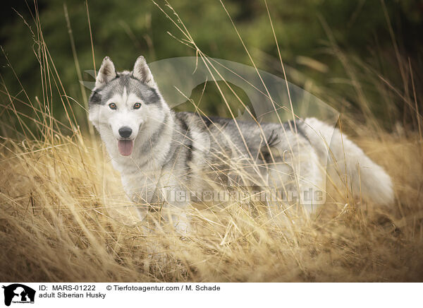 adult Siberian Husky / MARS-01222
