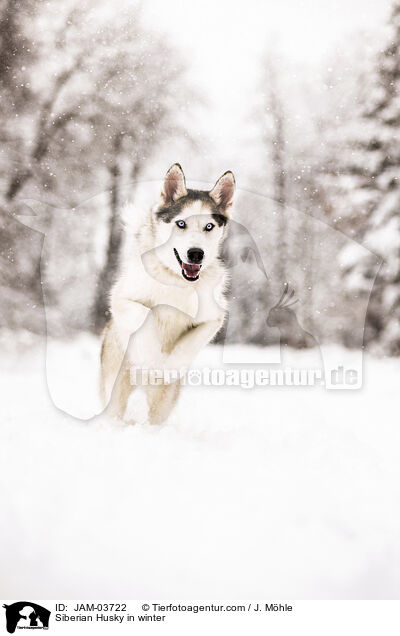 Siberian Husky in winter / JAM-03722