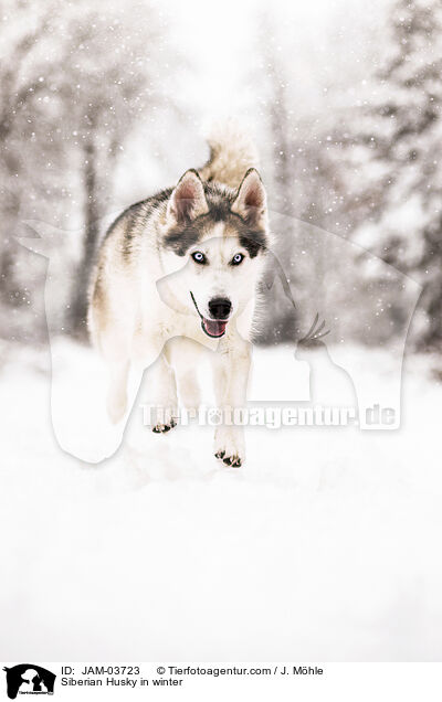Siberian Husky im Winter / Siberian Husky in winter / JAM-03723