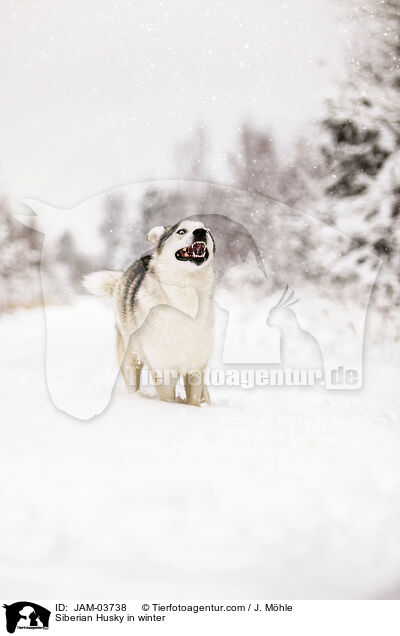Siberian Husky in winter / JAM-03738