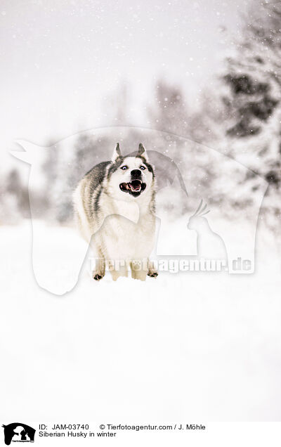 Siberian Husky in winter / JAM-03740