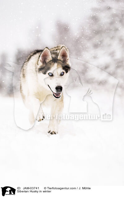 Siberian Husky in winter / JAM-03741