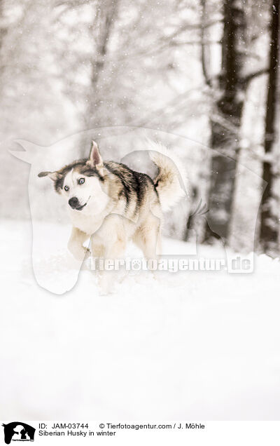 Siberian Husky in winter / JAM-03744