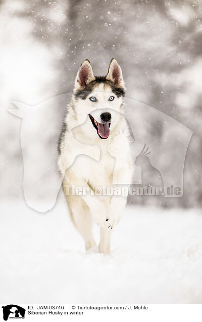 Siberian Husky in winter / JAM-03746