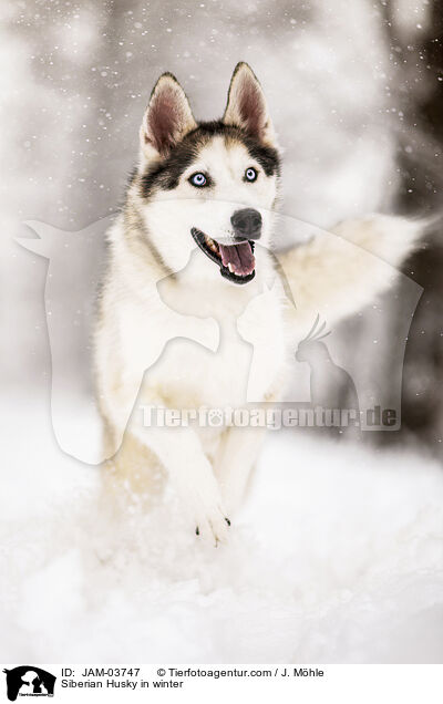Siberian Husky im Winter / Siberian Husky in winter / JAM-03747