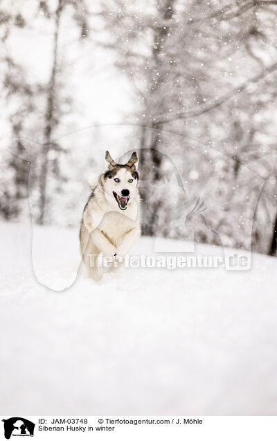 Siberian Husky im Winter / Siberian Husky in winter / JAM-03748