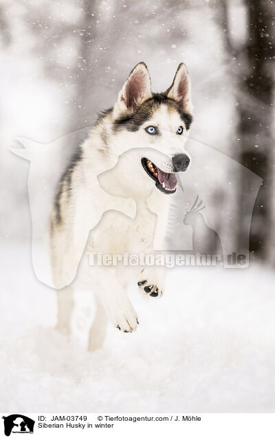 Siberian Husky in winter / JAM-03749