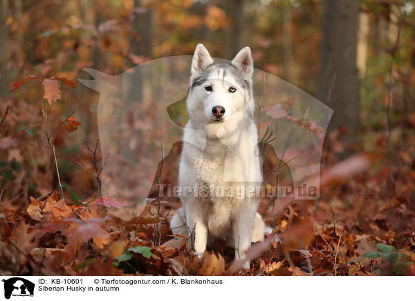 Siberian Husky in autumn / KB-10601